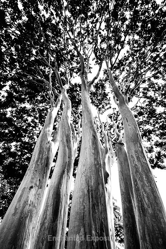 Ghost Trees - Flowers and Trees