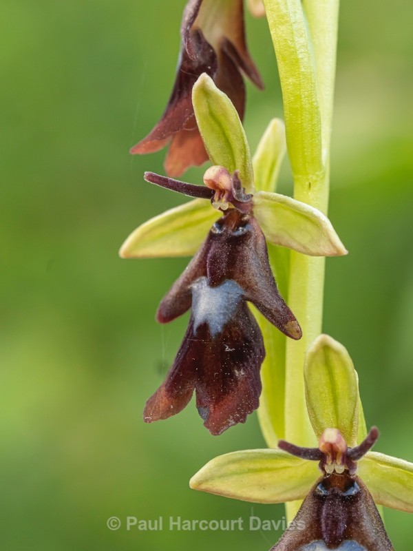 Fly Orchid (Ophrys insectifera) - Wild Orchids - 2