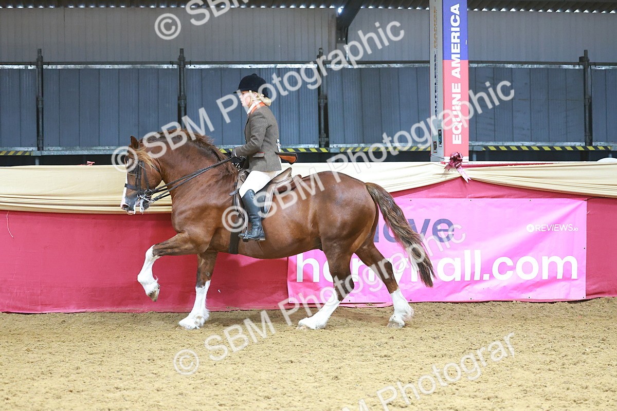 SBM_12476 - Class 103 - HOYS Veteran Qualifier - Ridden Pre Vet