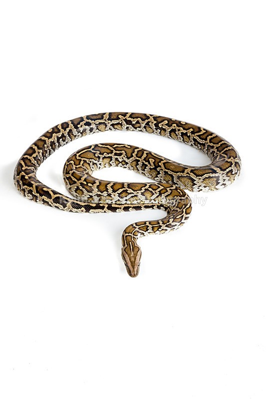1SKJ7333 - Roaming Reptile Show