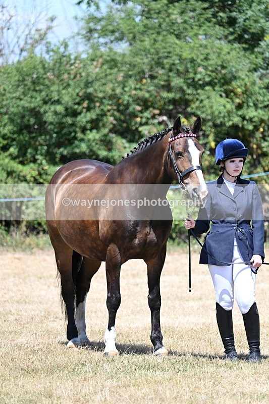 WJ7_2371 - Class 5a Most Handsome Gelding in hand (above 14.2hh)