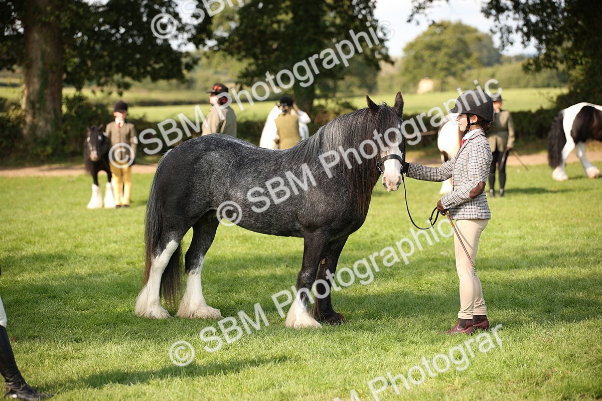 SBM_62274 - S55 - Traditional Cob In Hand