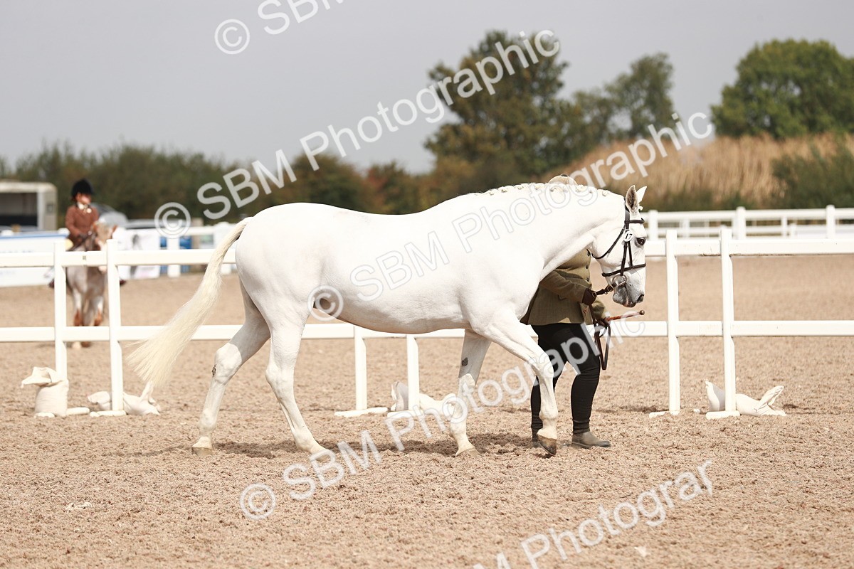 SBM_13141 - Class 208 IH Veteran Horse