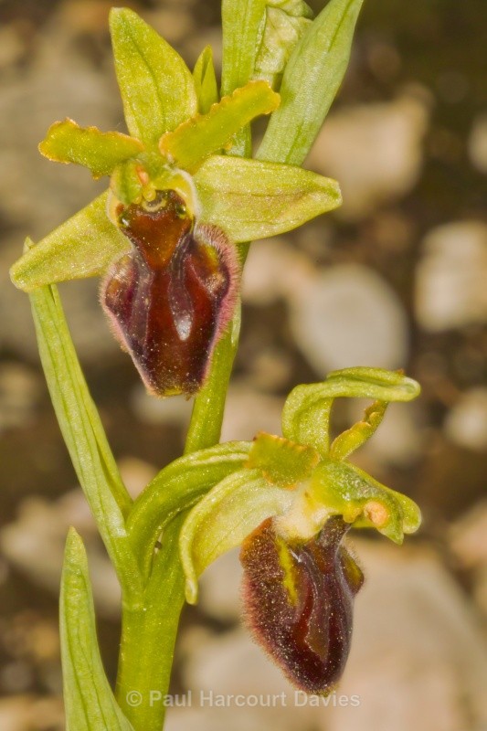 Early Spider Ophrys (Ophrys sphegodes.) - Orchids - Ophrys