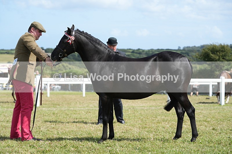 DSC07378 - Class 69: NPS Show Pony 4 years and over