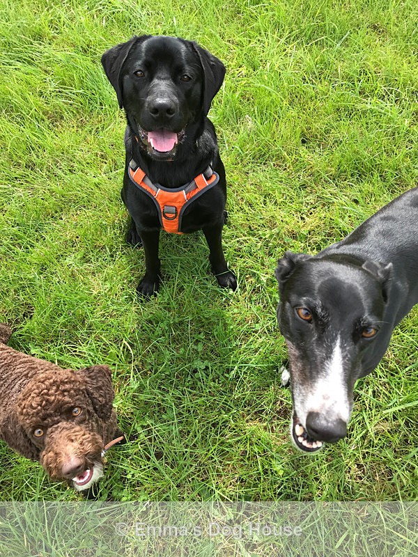  - Dogs