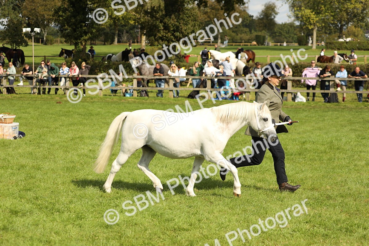SBM_62769 - S46 - Mountain & Moorland In Hand Small Breeds