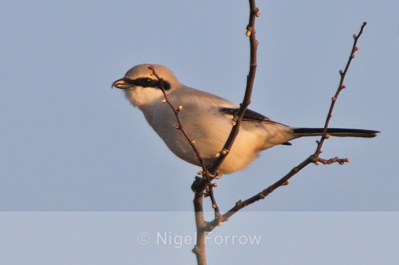 Great Grey Shrike at South Leigh, Oxfordshire - Great Grey Shrike