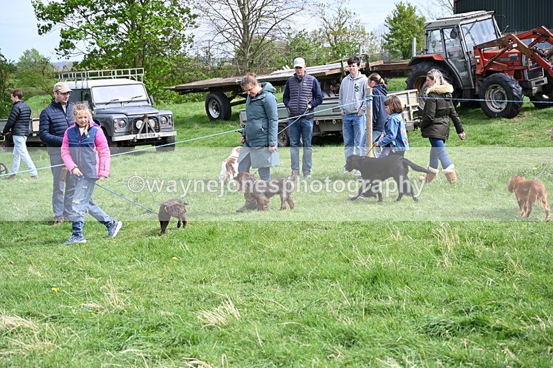 WJ6_8801 - Class 8 Best Working / Gun Dog or Bitch