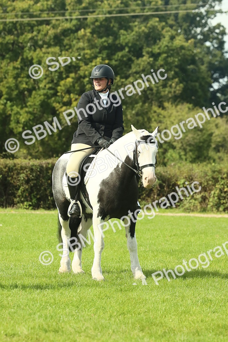 SBM_66687 - S34 - Rehabilitated Rescue Horse & Pony In Hand & Ridden