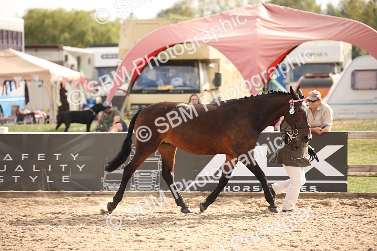 SBM_08175 - Class 27 - IH Competition Horse-Pony