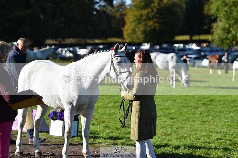 231022-103406-22567 - 457-KILLOUGHTER.GOLD.DUST-Olivia.McDonald-TrotUp+SJ
