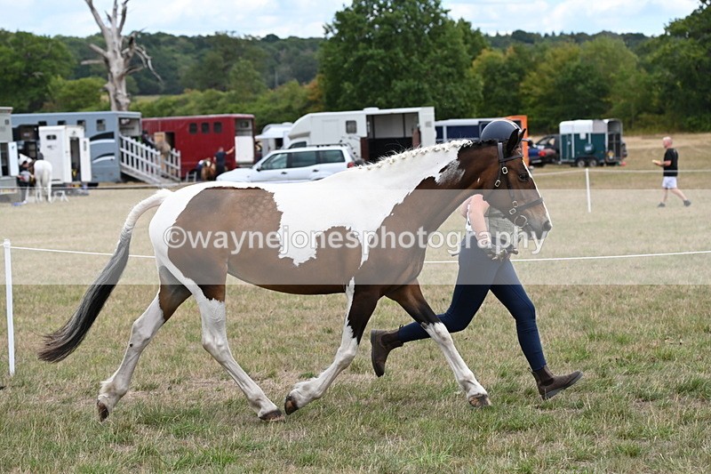 WJ6_5300 - Class 18 In-hand Coloured