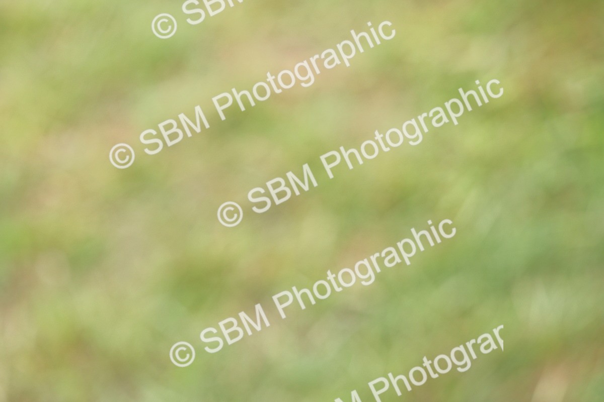 SBM_02908 - Class 9-11 Side Saddle including LIHS Rising Star Ladies Show Horse