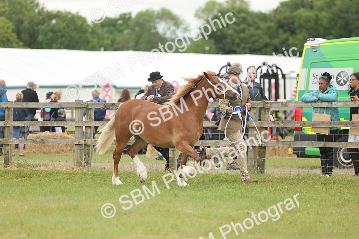 SBM_05041 - Class 50-57 - M&M Welsh Pony In Hand