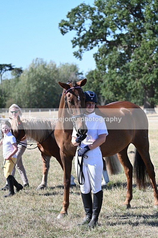 WJ7_1604 - Class 42 Most Handsome Gelding