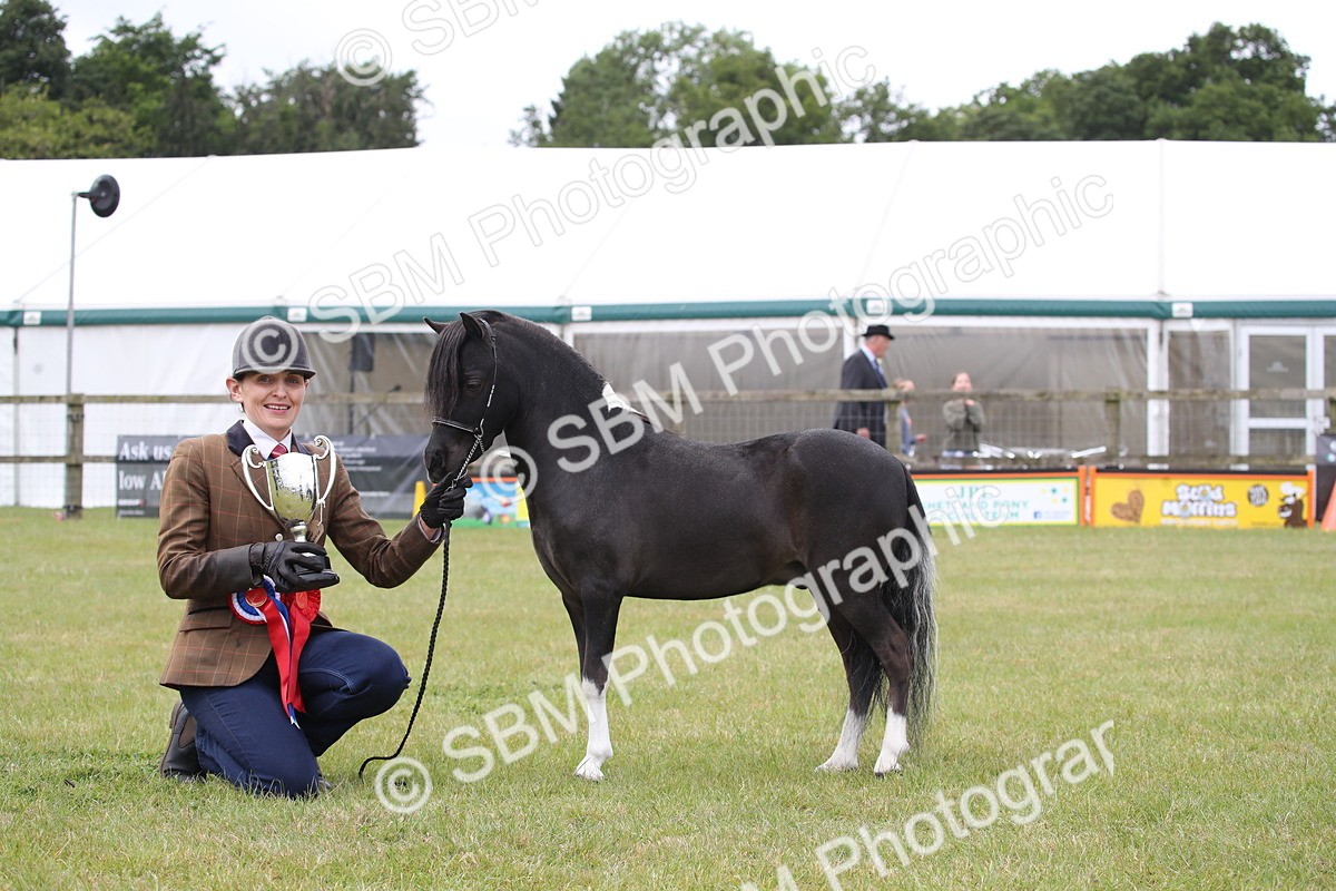 SBM_03567 - Class 23-25 - British Miniature Horse of the Year