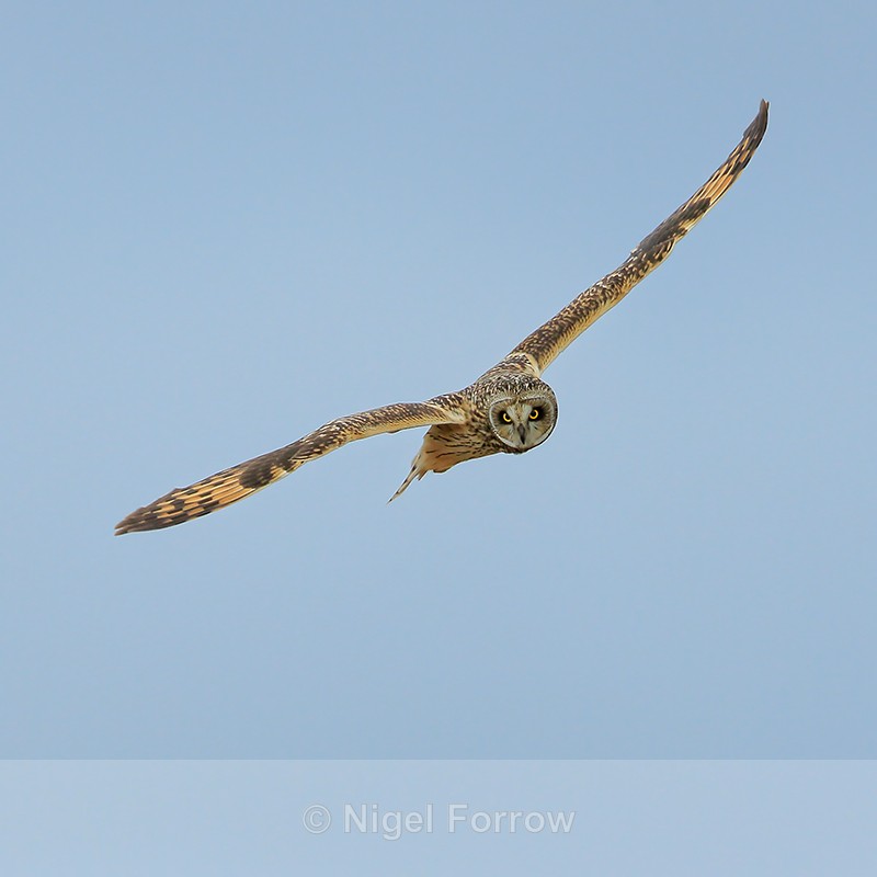 Short-eared Owl flying, Hawling, Gloucestershire - Short-eared Owl