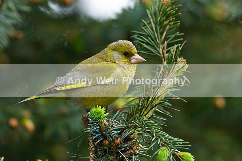 20120512-_MG_0015 - Greenfinch