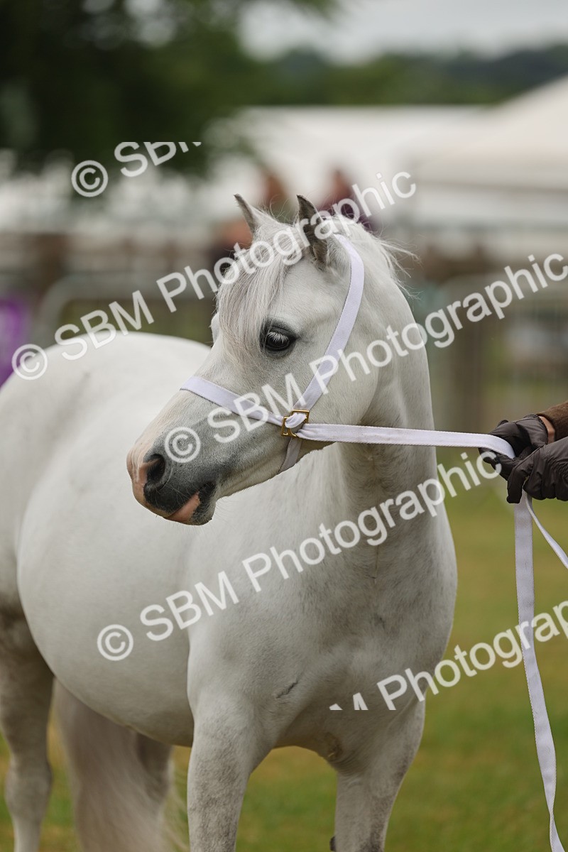SBM_01571 - Class 50-57 - M&M Welsh Pony In Hand