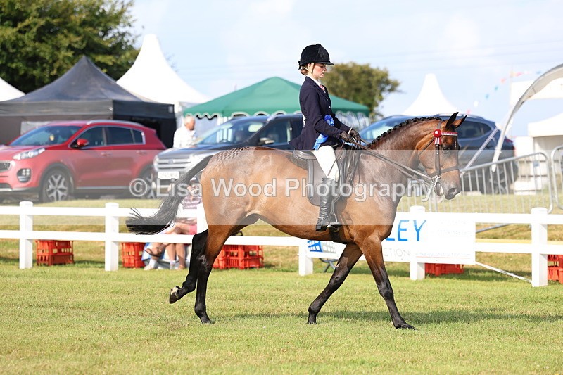 3E7A8425 - Class 2: Rising Star Large Hack/Riding Horse