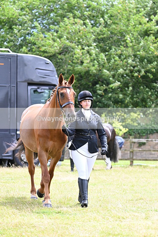 WJ7_6821 - Class 5a Most Handsome Gelding in Hand