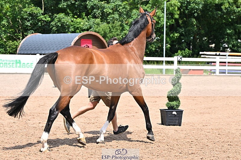 240718A-105314-01739 - Trot Up 1pm to 2pm