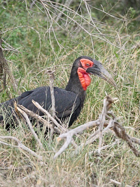 Southern Ground Hornbill South Africa - BIRDS & INSECTS