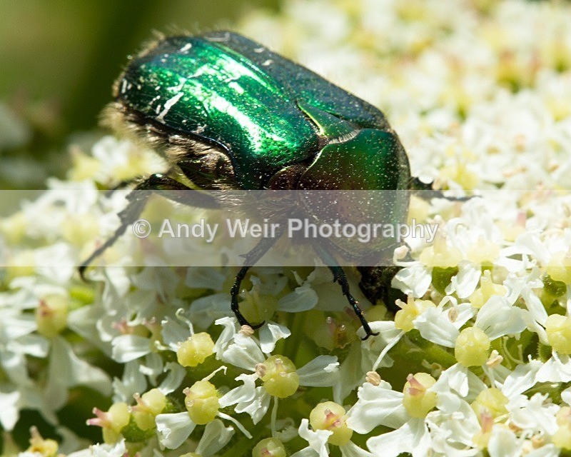 20110614-IMG_5790 - Insects