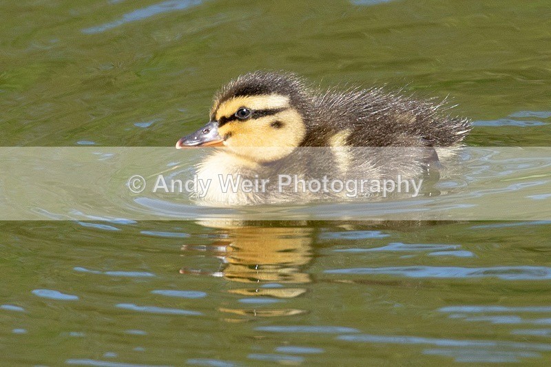 8E0A5962 - Mallard