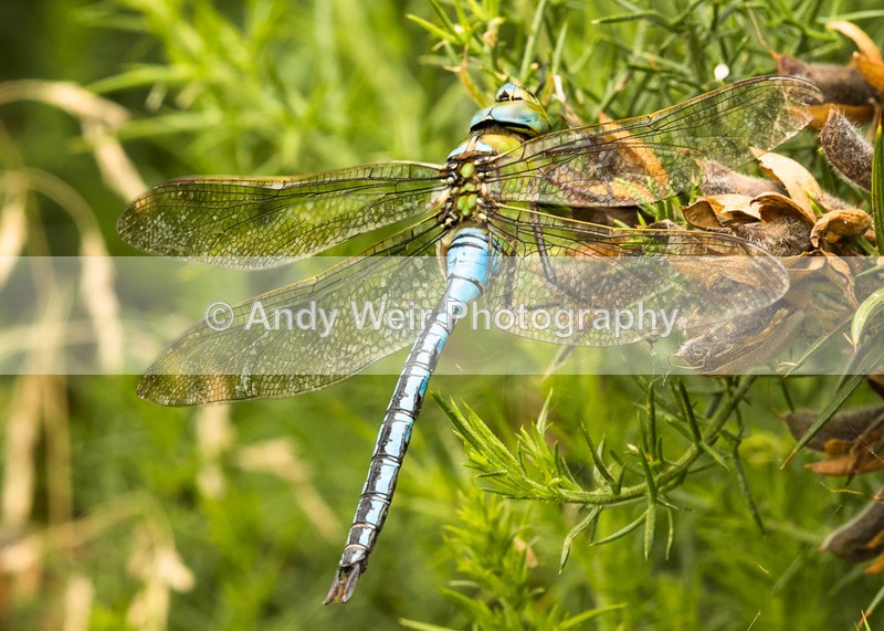 20160705-8E0A7313-4409 - Dragonflies & Damselflies