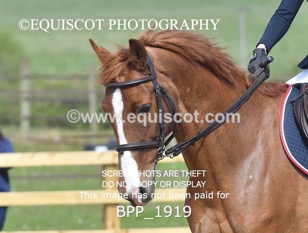BPP_1919 - CLASS 20 SUN RHS Foxhunter Championship Qualifier