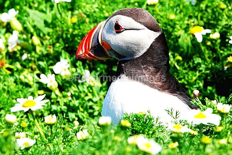 DSC00379 - Skomer 2019