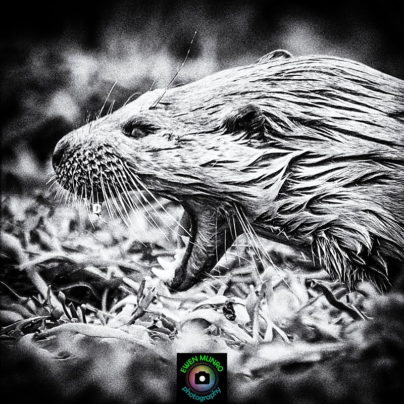 DO-29-Loch Spelve, isle of Mull - 'DRATSIE' (AKA Otters)