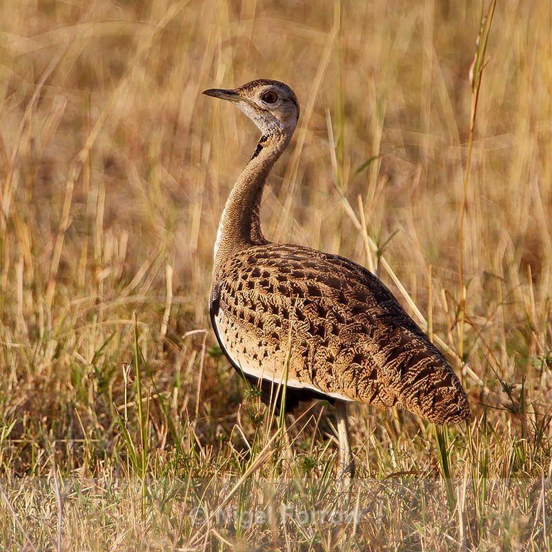 Black-bellied Bustard (male) in grass - Black-bellied Bustard (Korhaan)