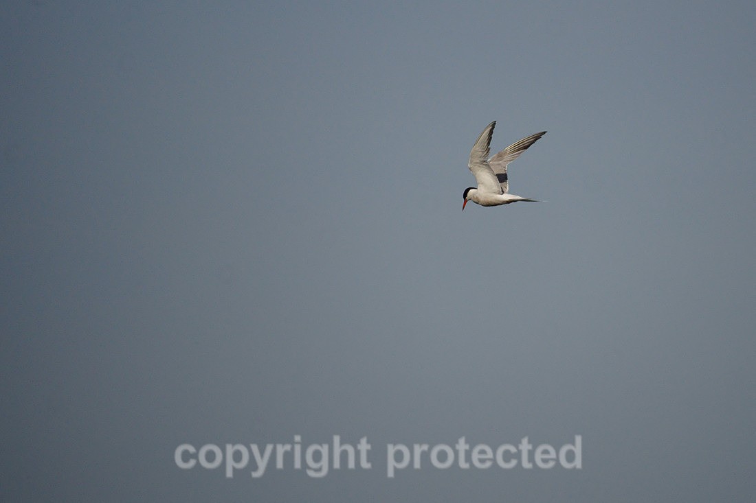 Common Tern - Freiston Shores - Lincolnshire - Birds