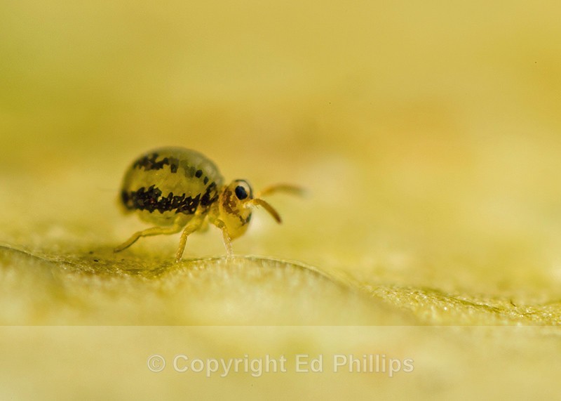 Sminthurinus elegans - Sminthurinus elegans