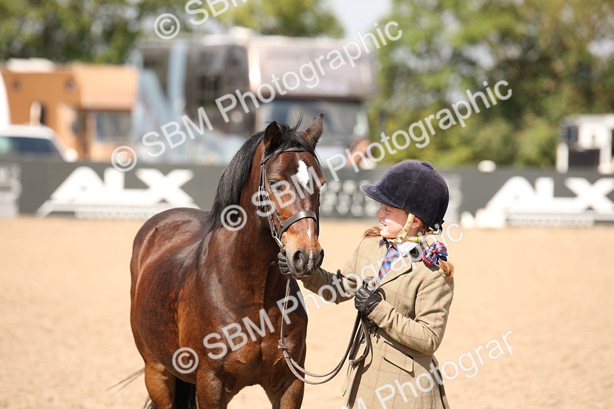 SBM_03429 - Class 18 Handsomest Gelding (IH or Ridden)
