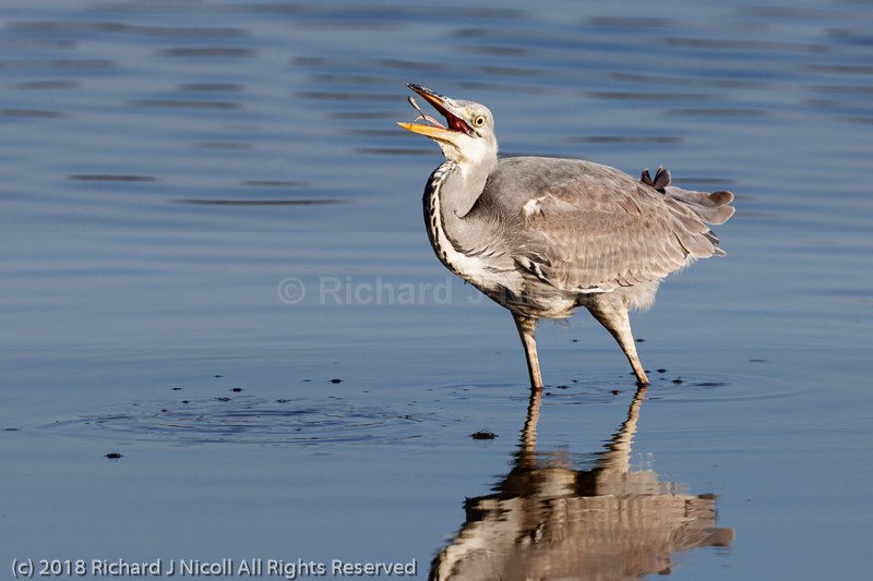 Grey Heron (Ardea cinerea) fishing - Grey Heron (Ardea cinerea)