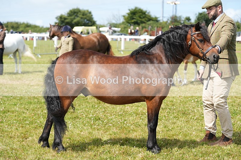 DSC05606 - Class 50: NPS M&M 4 years and over Small Breeds