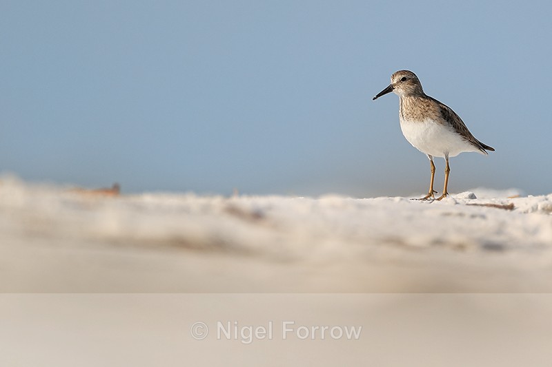 Least Sandpiper pauses, Fort De Soto Park, Florida - Least Sandpiper