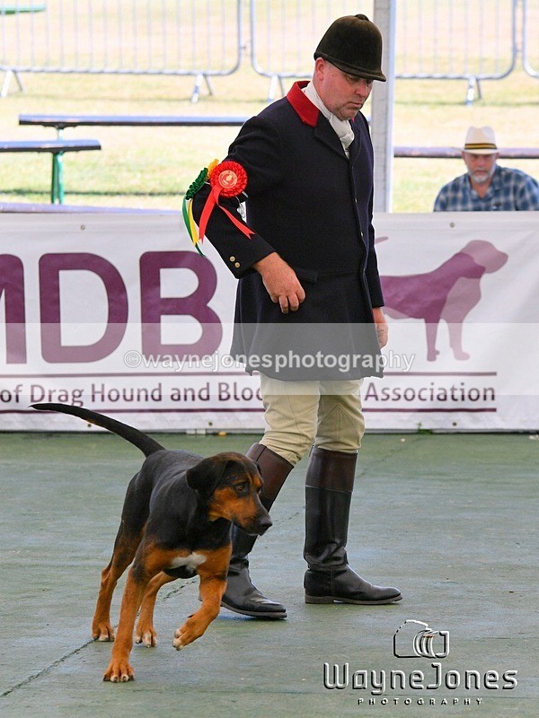 WJ5_0817 - Berks & Bucks at the Great Yorkshire Show 2025