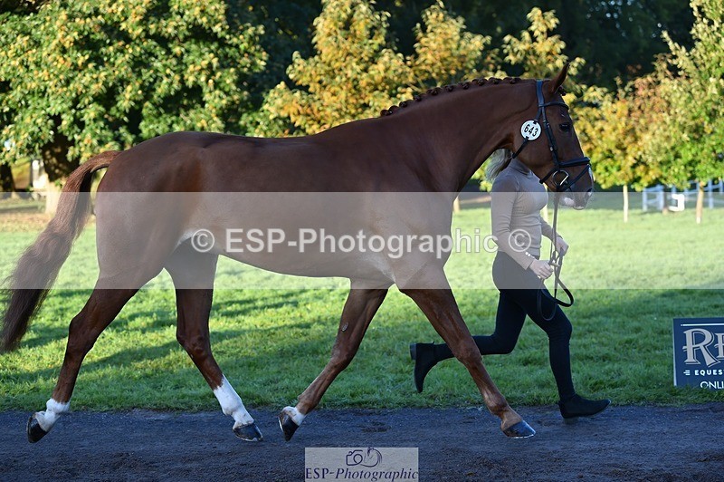 231022-084830-21371 - 643-MIH.TOPGUN-Ellie.Nicholson-TrotUp+SJ