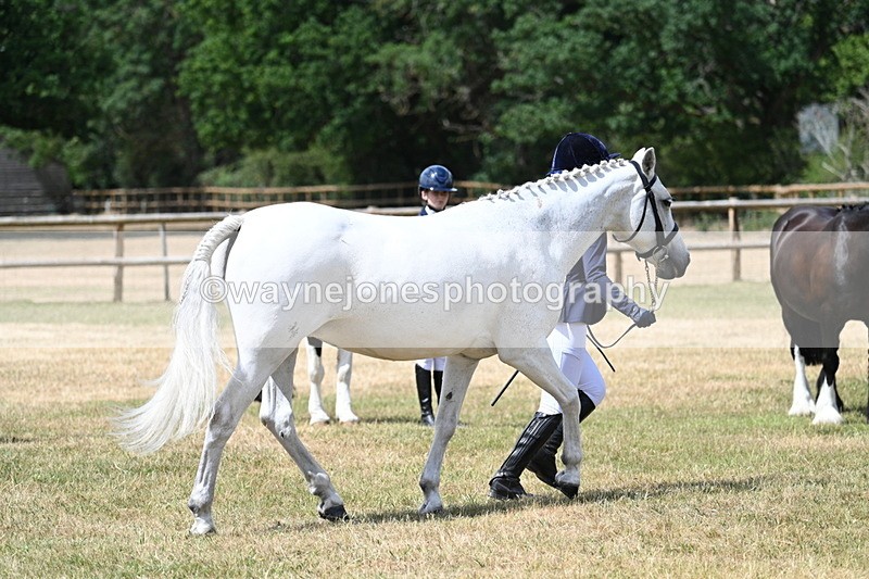 WJ7_1615 - Class 4 Prettiest Mare up to 14.2hh in hand