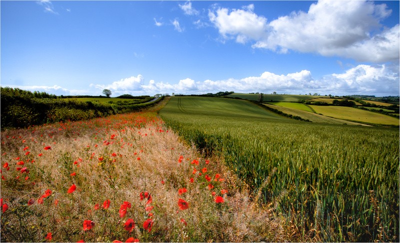 Poppyfields - South and Southwest