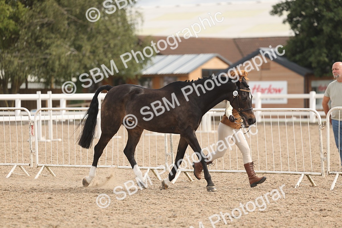 SBM_04980 - Class 20 - IH Veteran