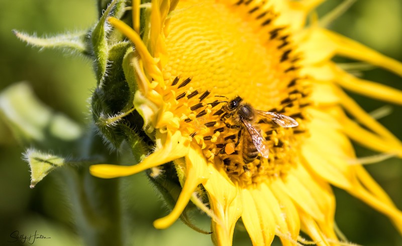 Sunflower and Bee 13
