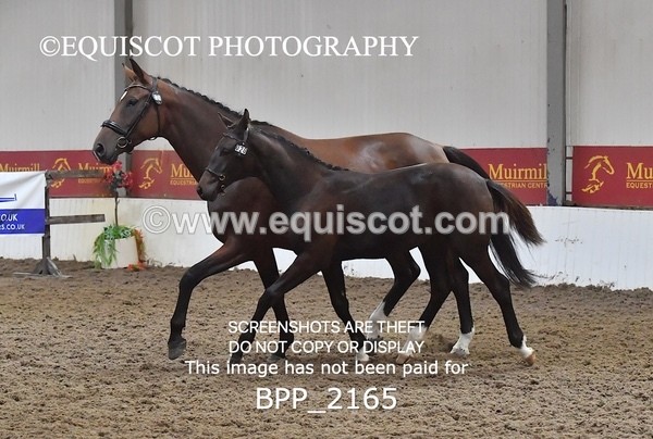 BPP_2165 - AFTERNOON 12.30 - 3.30PM