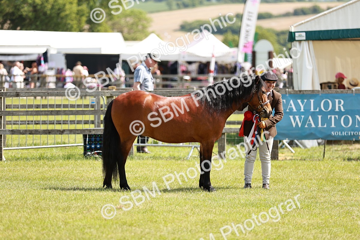 SBM_02519 - Class 14-23 - Mountain & Moorland In Hand Non Welsh