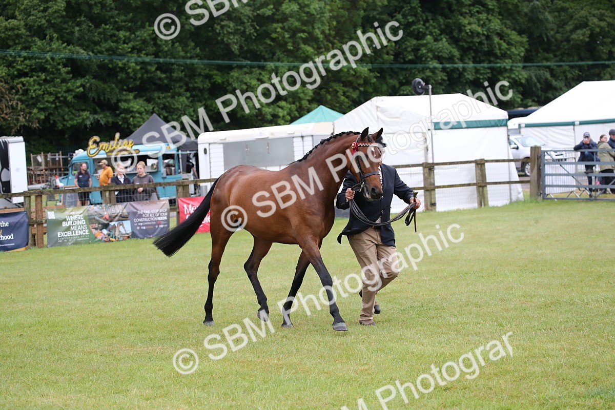 SBM_00151 - Class 17-20 - Arab & Part Bred - Anglo Arab In Hand